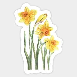 Yellow Narcissus Sticker